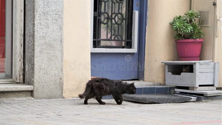 gato negro acercandose a puerta hogarena