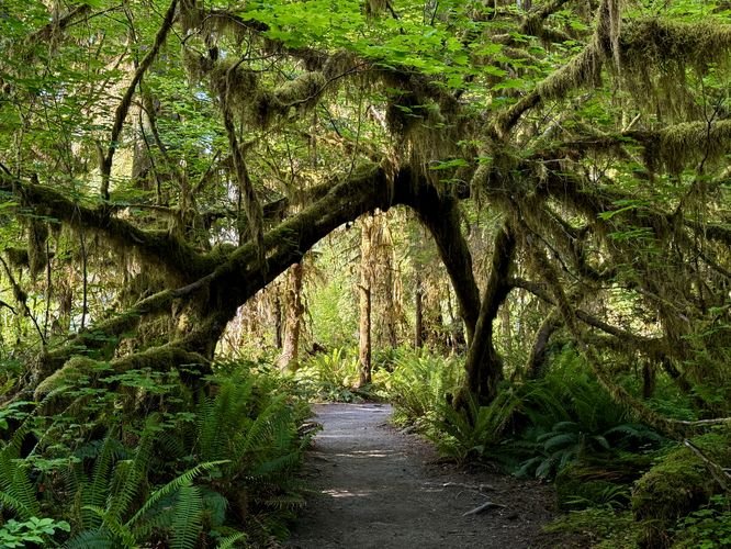parque natural con senderos y arboles verdes