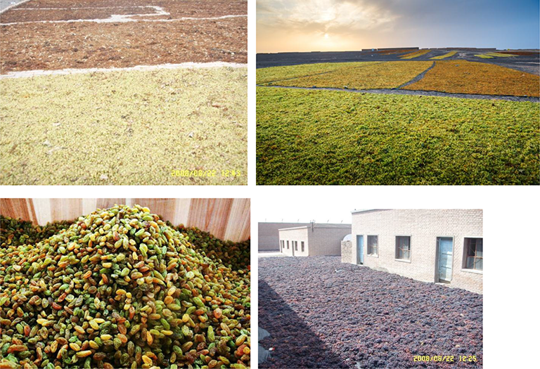 uvas frescas y secandose al sol natural