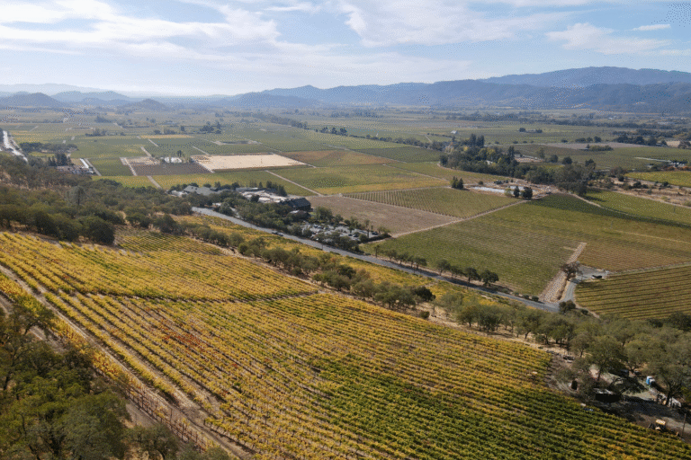 Cuáles Son Las Características Del Luigi Bosca Cabernet Sauvignon